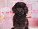 トイプードル7