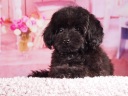 トイプードル9