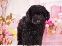 トイプードル8