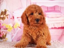 トイプードル7