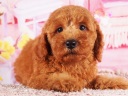 トイプードル9