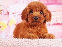 トイプードル1