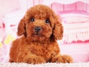 トイプードル2