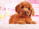 トイプードル3