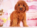 トイプードル4
