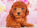 トイプードル16