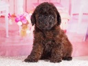 トイプードル10