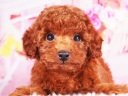 トイプードル15