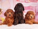 トイプードル2