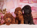 トイプードル3