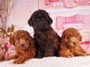 トイプードル4