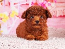 トイプードル1