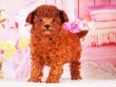 トイプードル3
