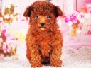 トイプードル4
