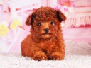 トイプードル5
