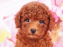 トイプードル1