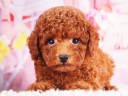 トイプードル4