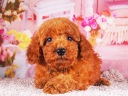 トイプードル3