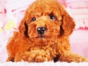 トイプードル7