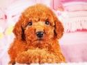 トイプードル9