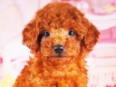 トイプードル12