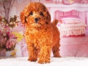 トイプードル6