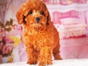 トイプードル7