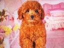 トイプードル9
