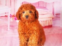 トイプードル13