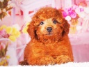 トイプードル15