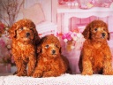 トイプードル17