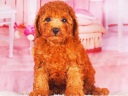 トイプードル9