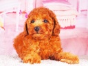 トイプードル10