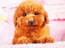 トイプードル11