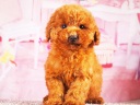 トイプードル12