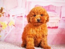 トイプードル14