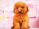 トイプードル15