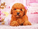 トイプードル7