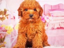 トイプードル10