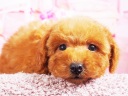 トイプードル1