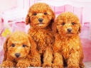トイプードル16