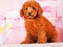 トイプードル13