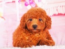 トイプードル1