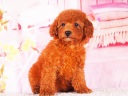 トイプードル3
