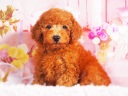 トイプードル6