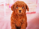 トイプードル11